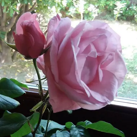 Giardino Delle Rose *