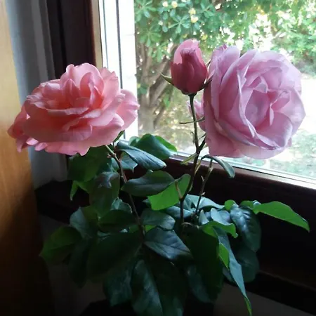 Giardino Delle Rose Appartement