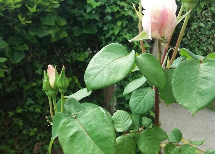 Apartment Giardino Delle Rose *