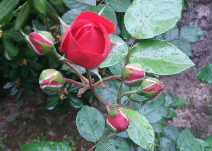 Giardino Delle Rose Apartment