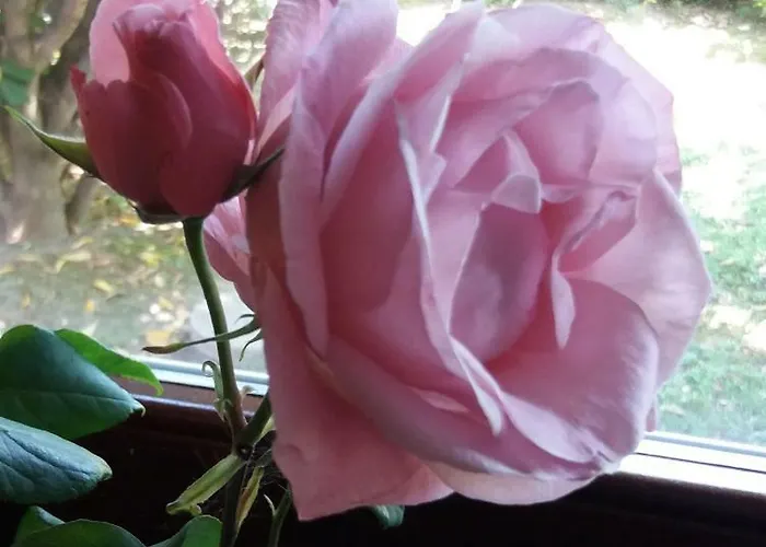 Giardino Delle Rose *