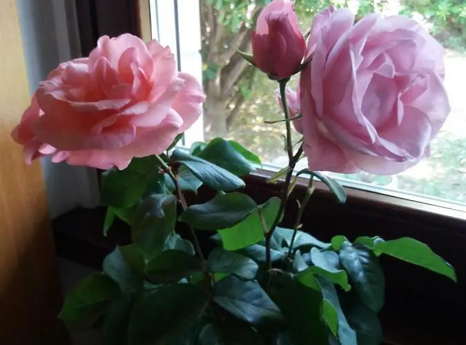 Giardino Delle Rose Apartment