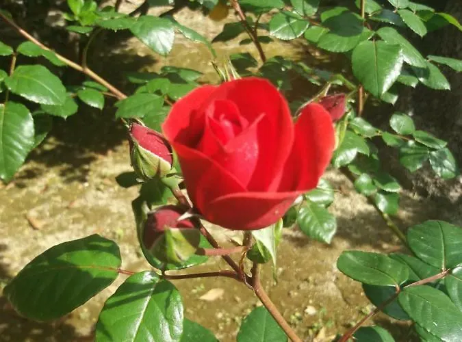 Giardino Delle Rose Apartment Lido di Fermo
