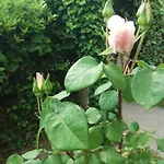 Apartment Giardino Delle Rose *
