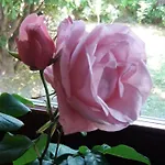 Giardino Delle Rose *