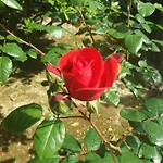 Giardino Delle Rose Apartman Lido di Fermo