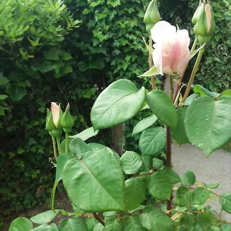 公寓 Giardino Delle Rose *