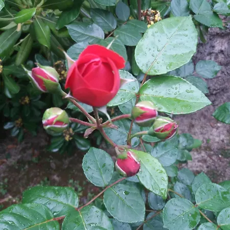 Giardino Delle Rose Apartment