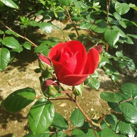 Giardino Delle Rose דירה לידו די פרמו